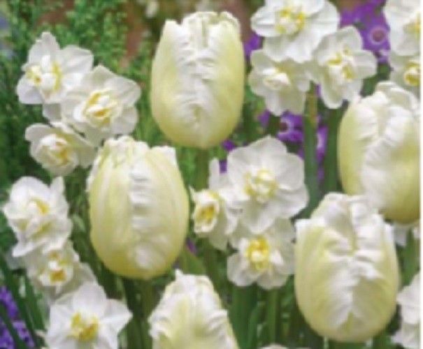 6 White Tulip Daffodil Bulbs Mix Spring Flower Garden Hardy Perennial