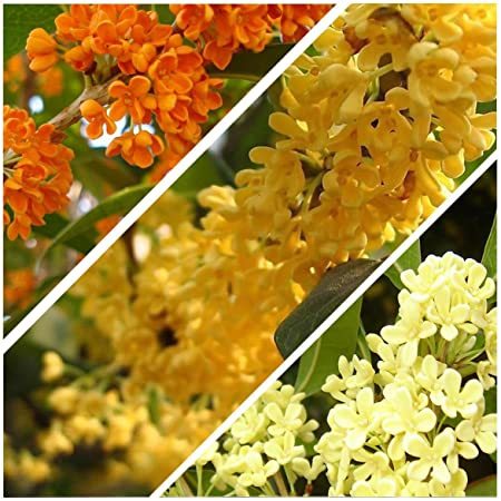 “ 20 PCS Osmanthus Fragrans Seeds Charming and Fragrant Sweet Olive Tree Mixed C