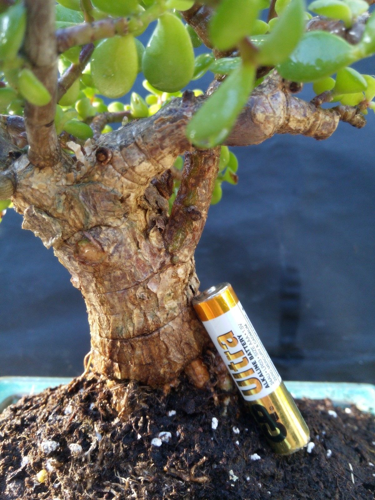 Perfect bonsai Portulacaria afra 'cork bark'14 year old For
