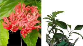Japanese Lantern Tropical Plant Rare Species Red Fringed Single Bloom - $55.99