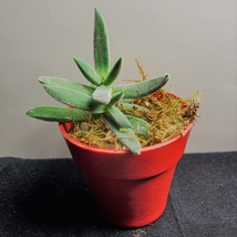 Fuzzy Succulent in Red Pot - Live Crassula Plant 2" Planter image 2
