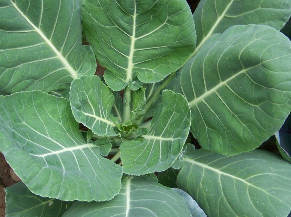 Primary image for Non GMO Vates Collard Green - 250 Seeds
