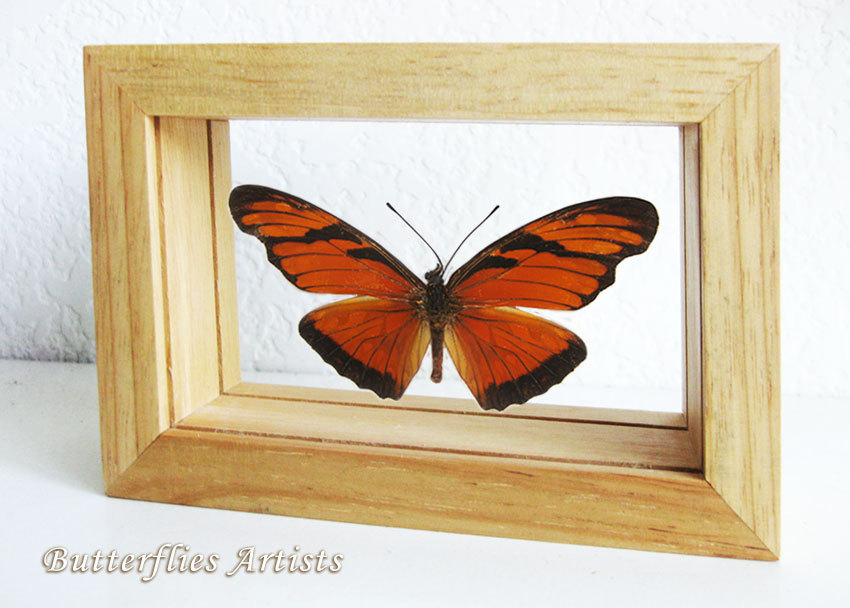 Primary image for Orange Silver Spots Dione Juno Real Butterfly In Entomology Double Glass Display