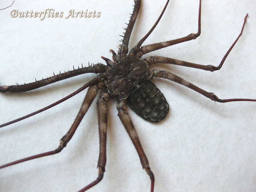 Giant African Tailless Scorpion Whip Spider Damon Medius Entomology ...