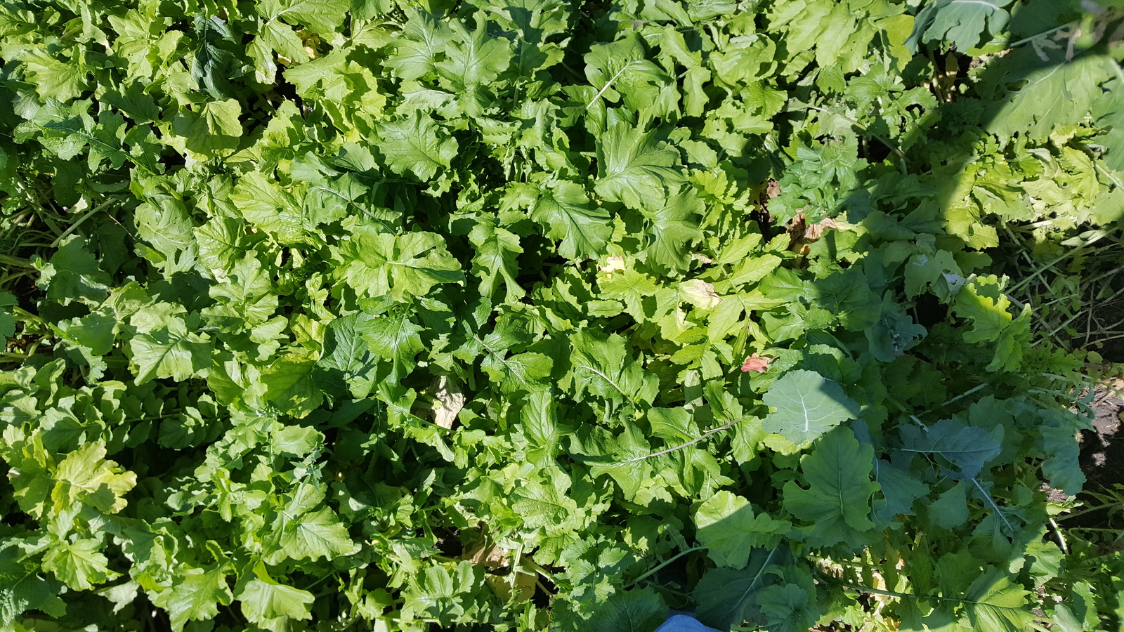 Deer Food Plot David Wooderson Mix(Clovers, Rape, Turnip, Radish