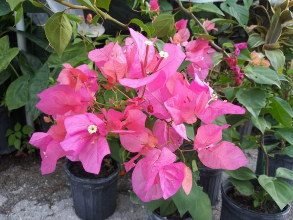 Bougainvillea - 'James Walker' - Live Plant - Seeds