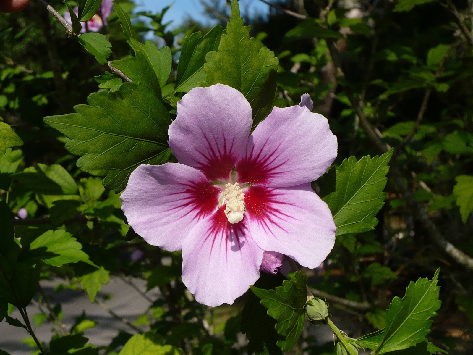 Rose Of Sharon Hardy Hibiscus Hibiscus Syriacus 10 Seeds Other Home 