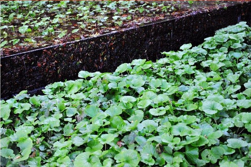 200 Seeds Wasabi Japanese Horseradish Vegetable for planting easy to