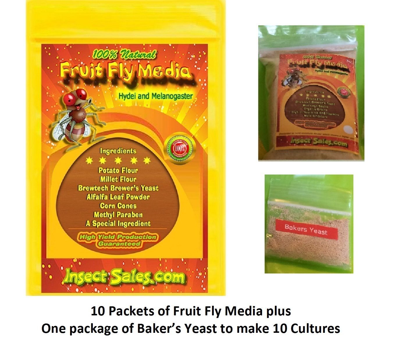 Fruit Fly Culture Kit (Hydei Or Melanogaster) Will make 10 awesome