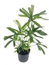 Mangrove Fan Palm - Live Plant in a 3 Gallon Growers Pot - Licuala Spinosa - Ext - $138.57