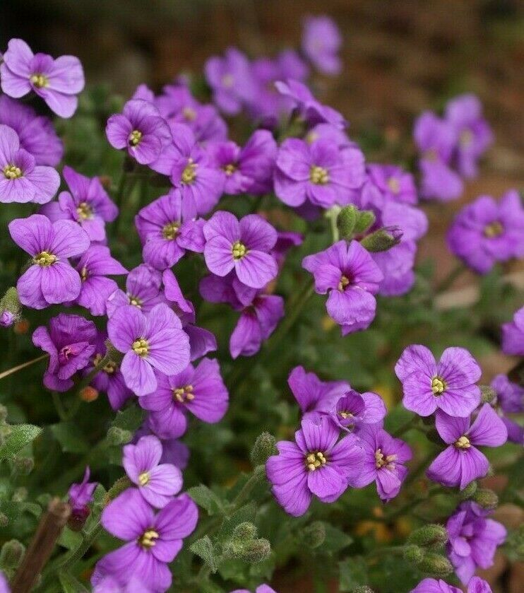SHIP FROM US 1000 ROCK CRESS FLOWER PERENNIAL GROUNDCOVER TGV1 Seeds