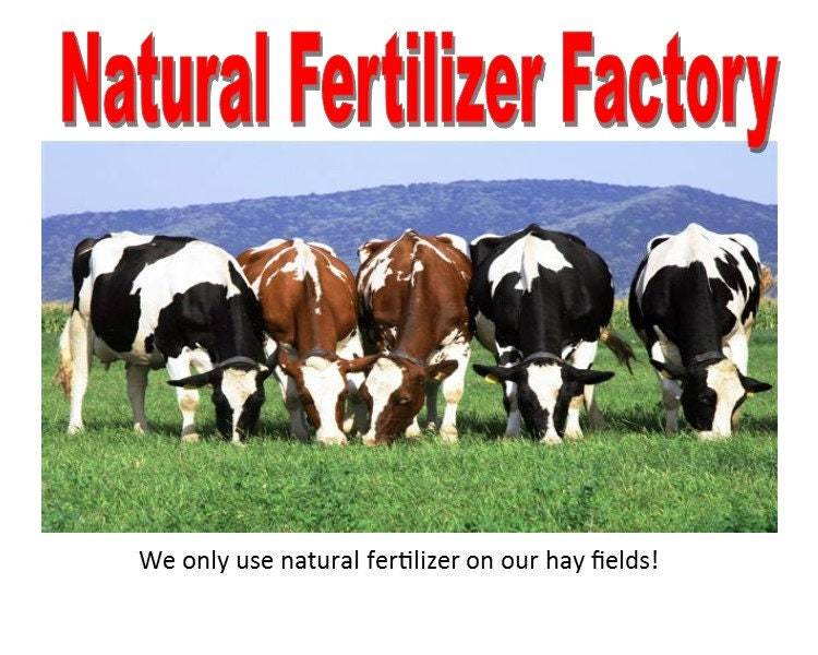 Orchard grass Hay 5 lbs. green, clean, fresh and good for all small