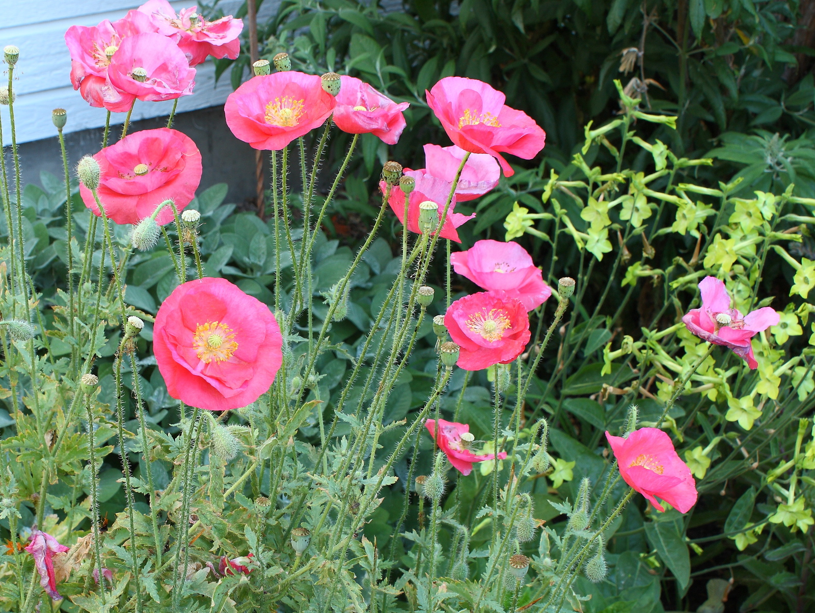 Pink Poppy Seed, Carmine King, Heirloom Poppies Annual Wildflowers ...