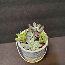 Succulent Arrangement in Upcycled Planter, Yankee Candle Holder, Beach decor image 5
