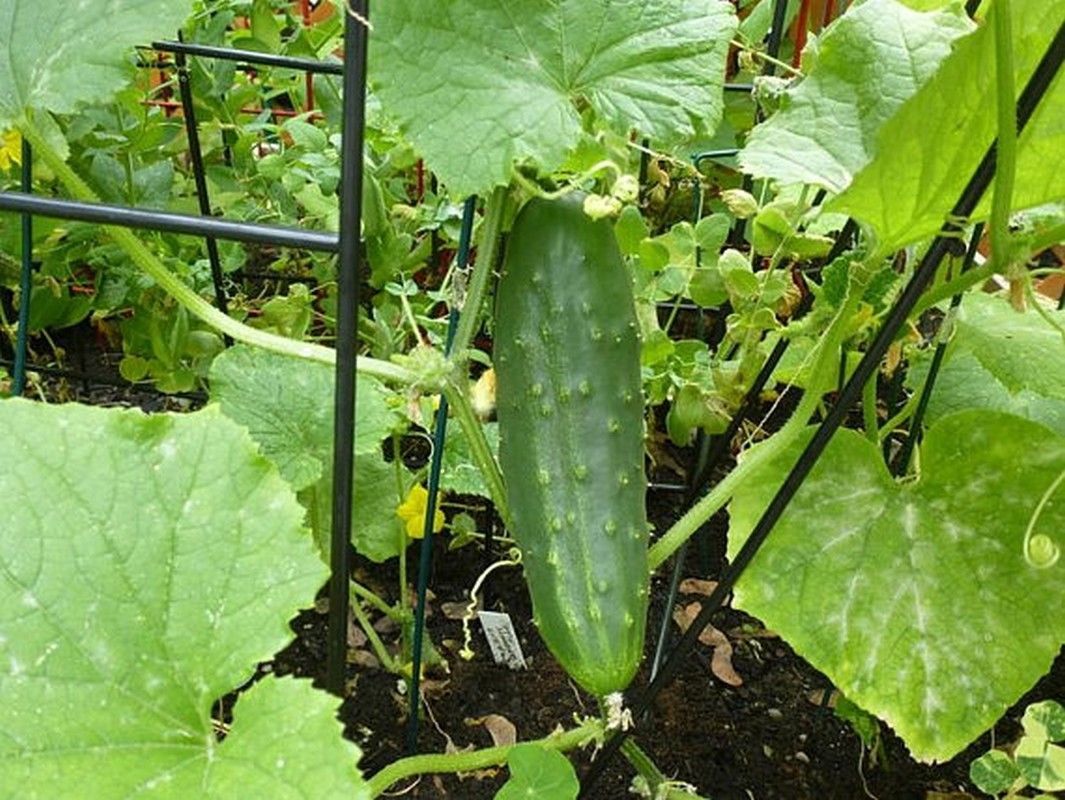 SHIP From US, 25 Seeds Patio Snacker F1 Hybrid Cucumber,DIY Healthy