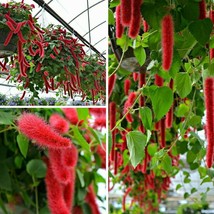  Acalypha Pendula Cat Tails Plant Chenille Firetail Indoors Outdoor  - $51.99