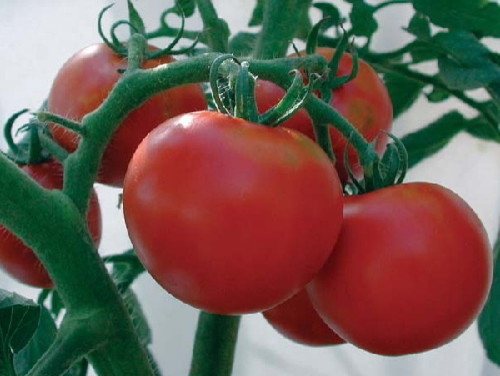 25 rutgers fresh tomato seeds