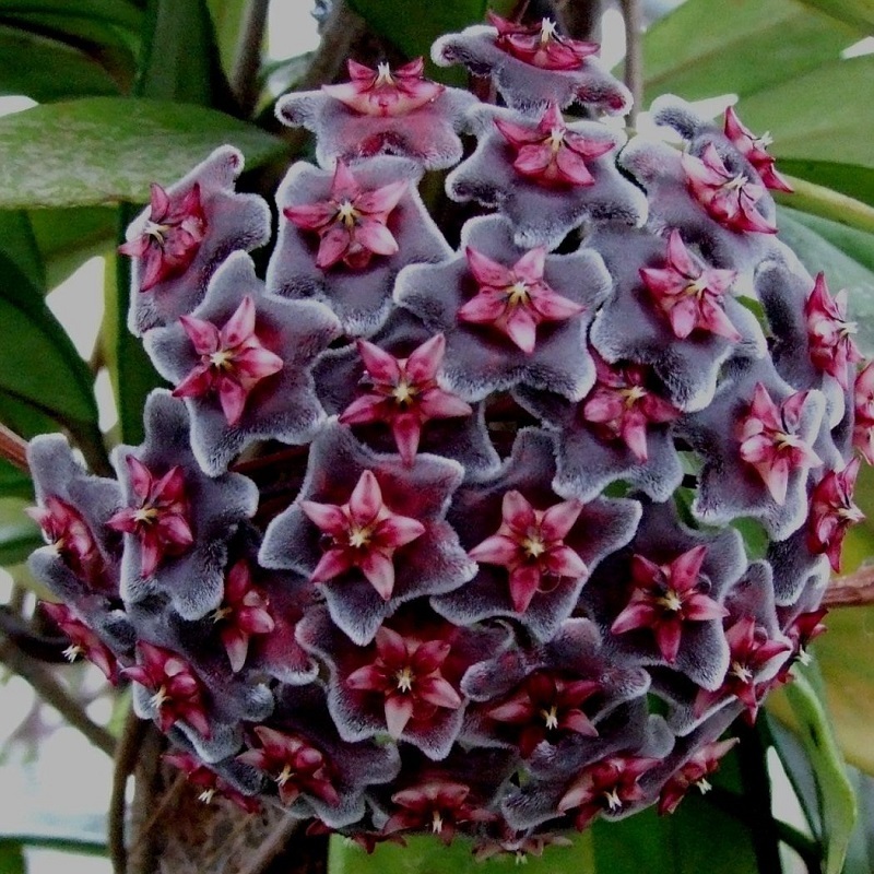 STR Garden NEW! 105 pcs HOYA PUBICALYX 