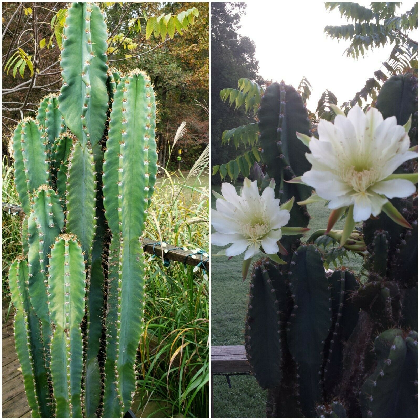 peruvian apple cactus