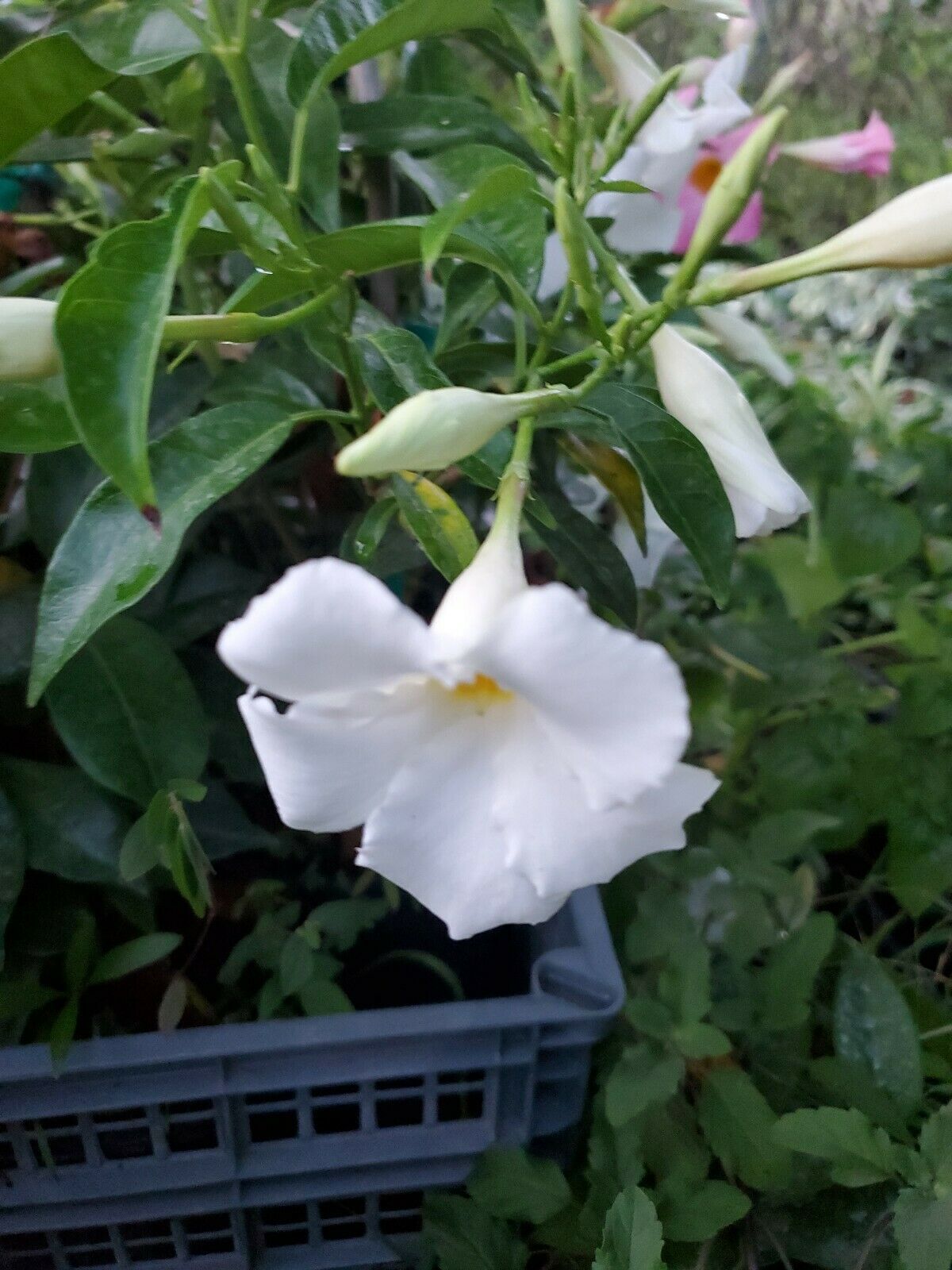 Live plants WHITE MANDEVILLA VINE 5 inches tall USA SELLER