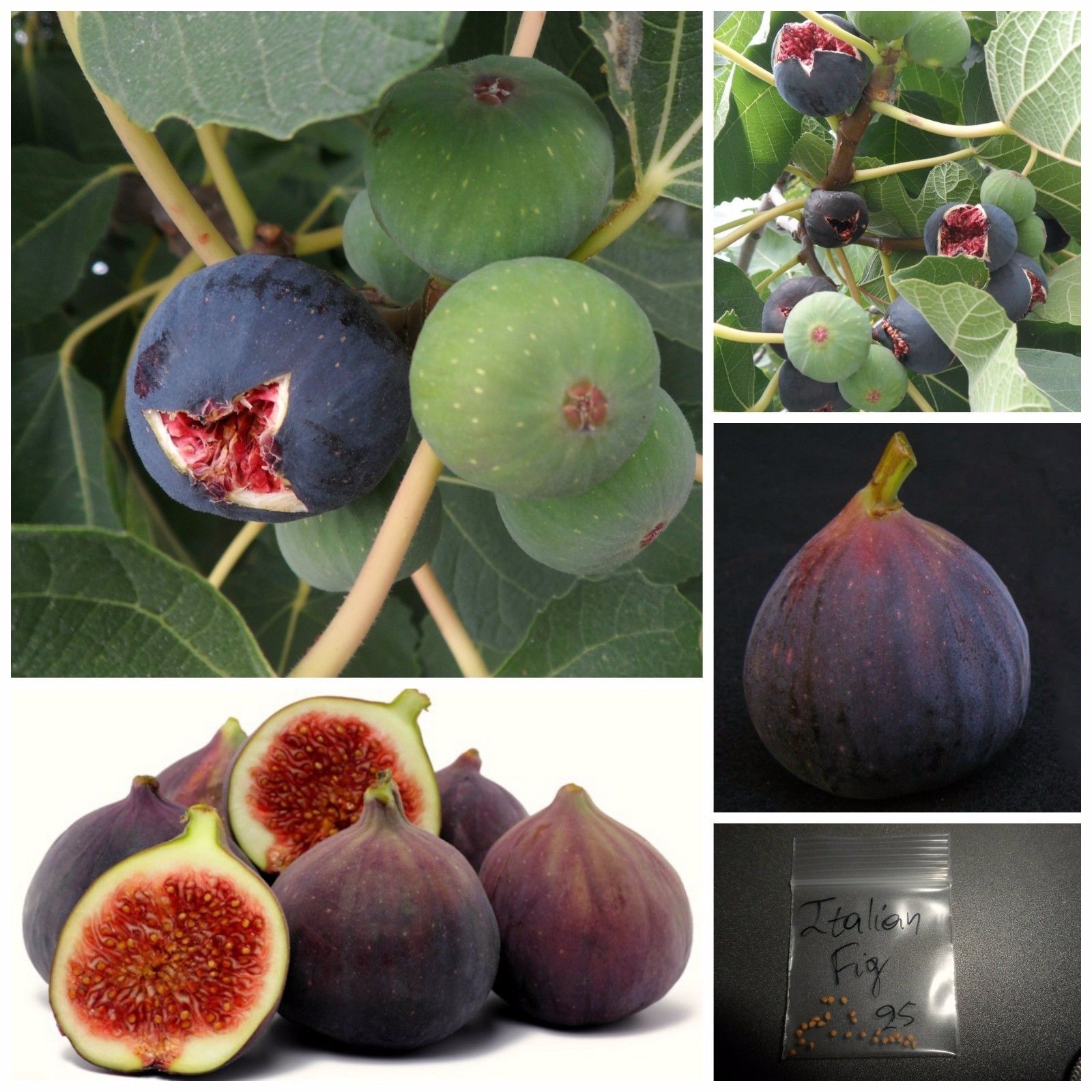 Italian Everbearing Fig Tree ~25 Top Quality Seeds - Extra Sweet ...