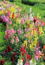 100 Snapdragon Seeds Liberty Classic Mix FLOWER SEEDS - Outdoor Living - $34.99