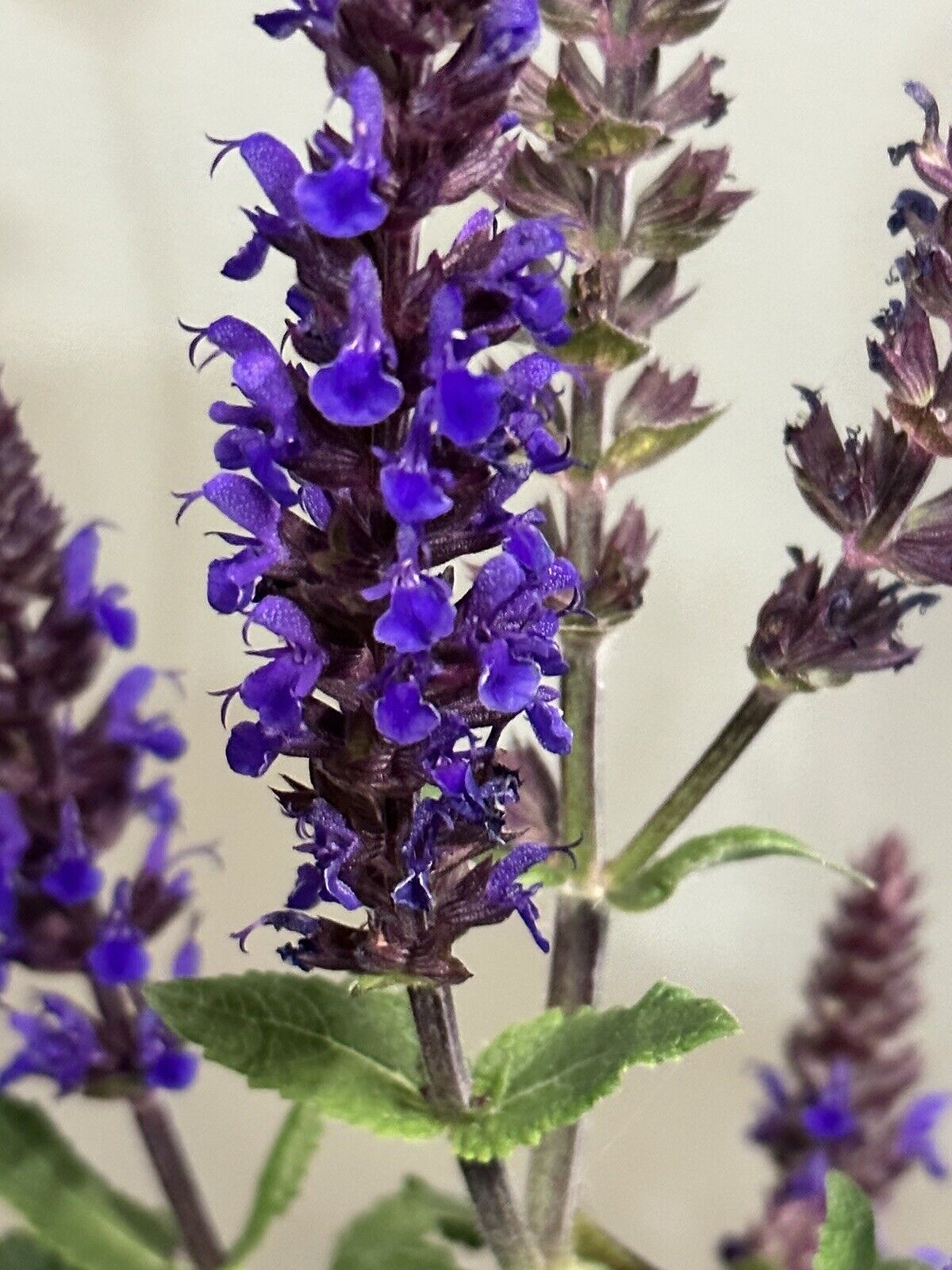 1-6-8-live-rooted-plant-salvia-nemorosa-violet-purple-wood-sage