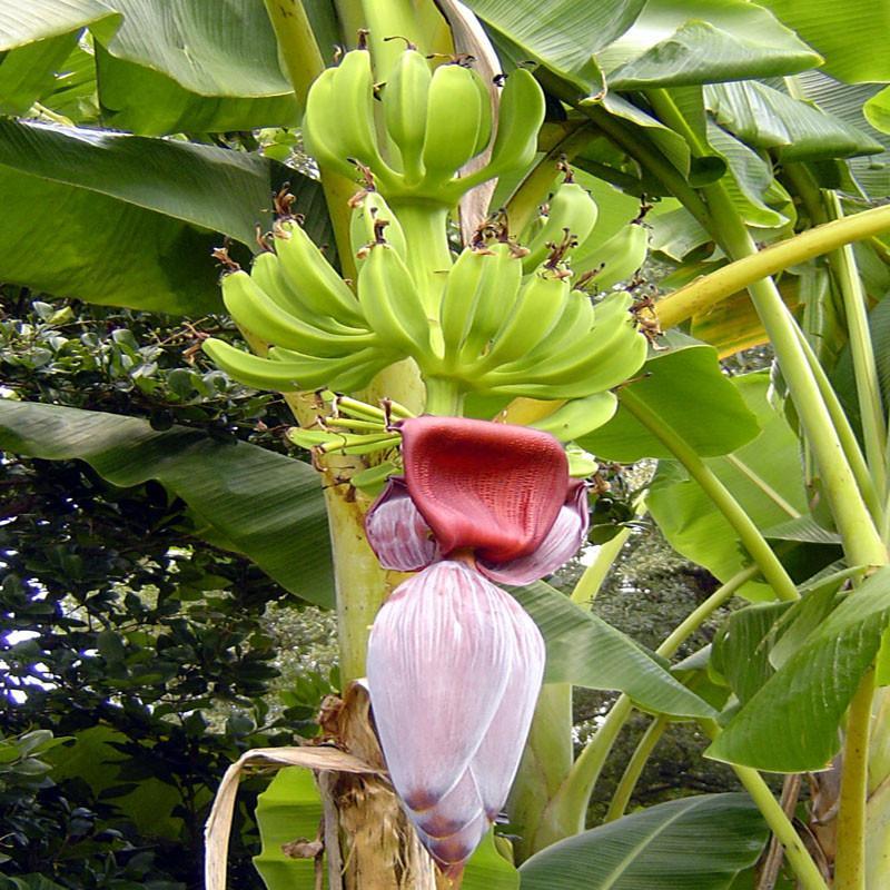 Live Plant Banana Plant Fruit Tree Musa 