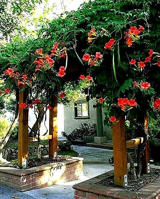 Dark Red Hummingbird Trumpet Vine Seeds HARDY Hummingbirds Love It