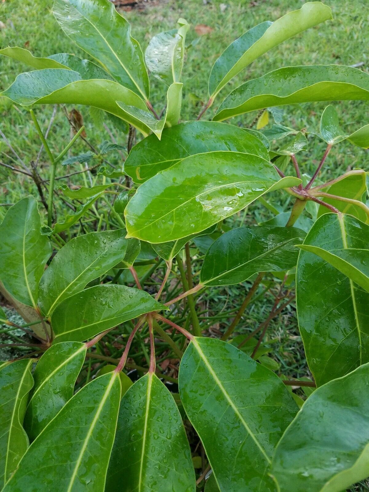 Umbrella Tree Amate Plant Schefflera Actinophylla Live Rooted