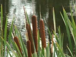 50 seeds - Cattails Cat Tails Typha Latifolia Water Pond Grass #SFB15 - $17.99