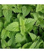 Catnip Plant Seeds - 100 Count Seed Pack - Non-GMO - A Perennial Member ... - £2.36 GBP