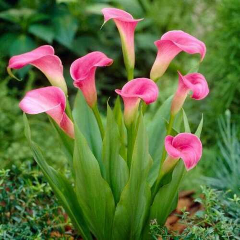 Pink Calla Lily Live Plants STR11 Other Plants & Seedlings