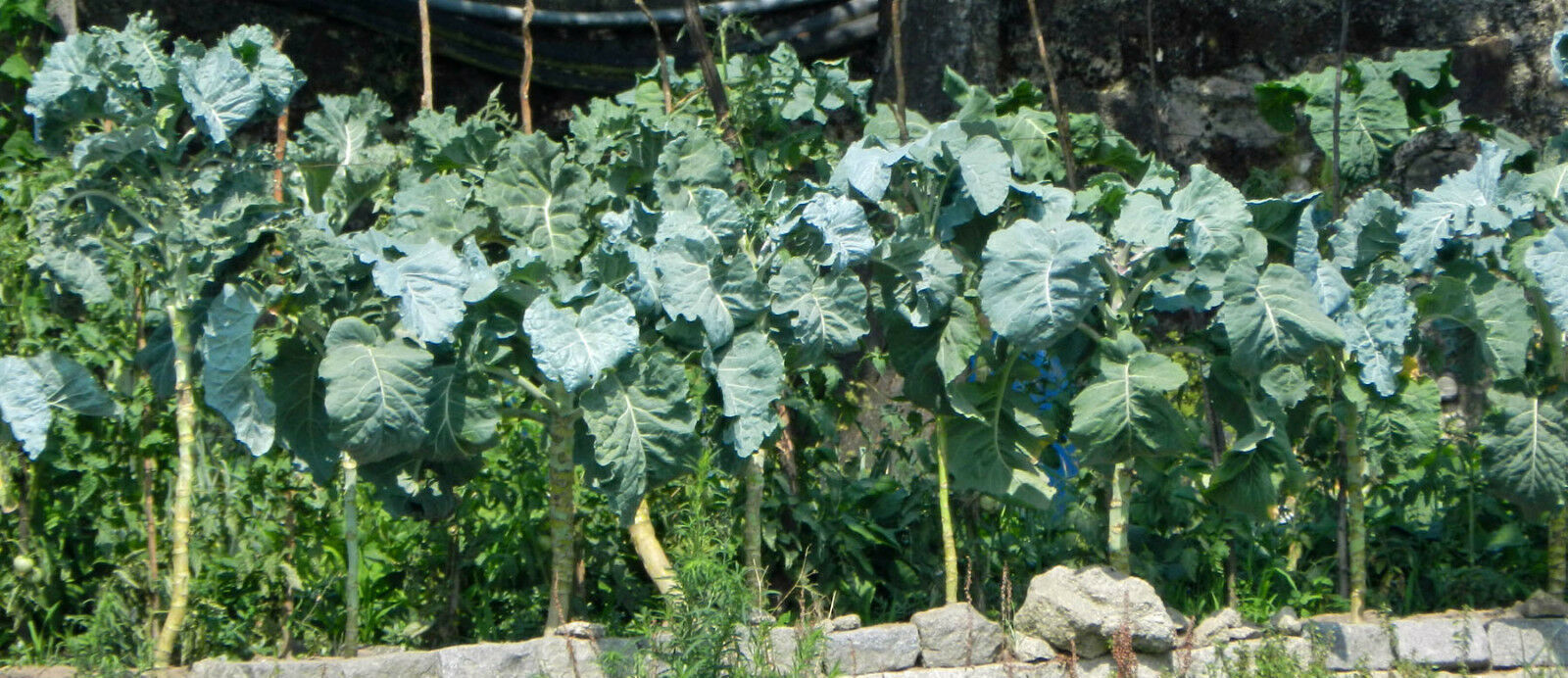 Couve Galega Portuguese Walking Stick Cabbage Kale Tree Collard Greens 50 seeds Other Plants