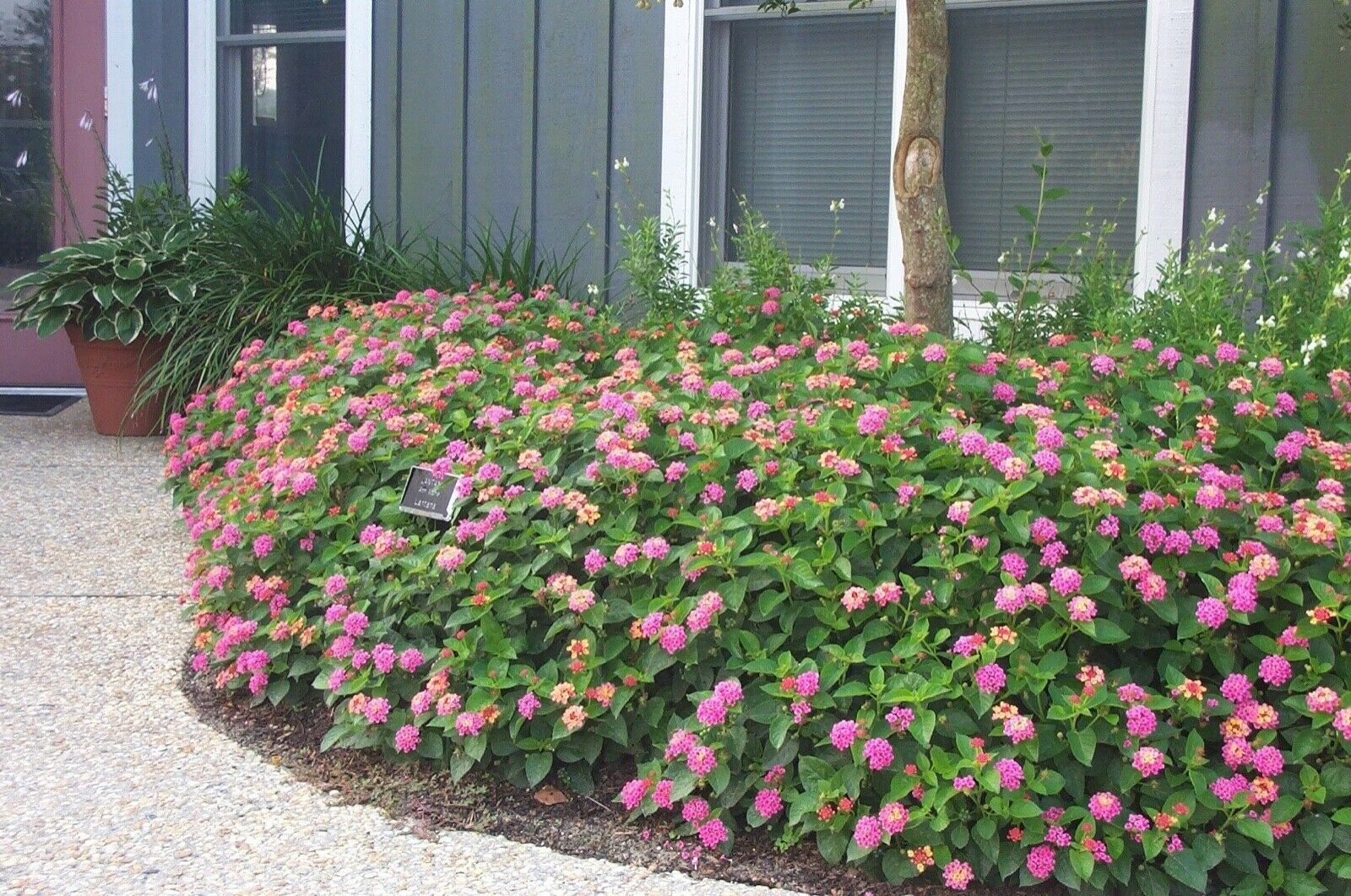 Lantana Camara Anne Marie Butterfly & Hummingbird Attracting Shrub