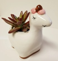 Live Succulent in Ceramic Unicorn Pot with Sedum Live Plant, White Horse Planter image 2