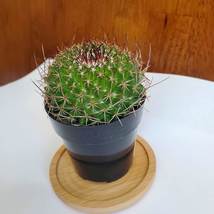 Live Cactus Plant - Mammillaria Mystax Globe Cactus, 3" Succulent Houseplant image 4