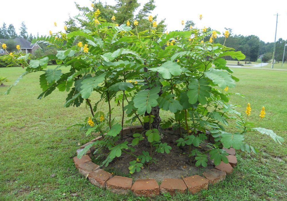 Candlestick Plant, Candlebush, Ringworm Cassia Shrub