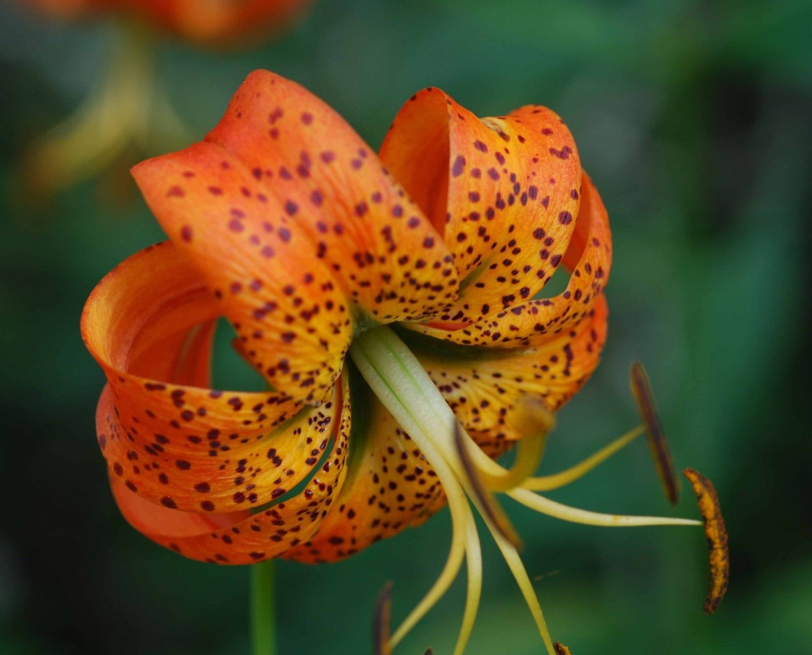 20 Turk's Cap Lily bulbs, Lily Superbum- Bulbs, Roots & Rhizomes