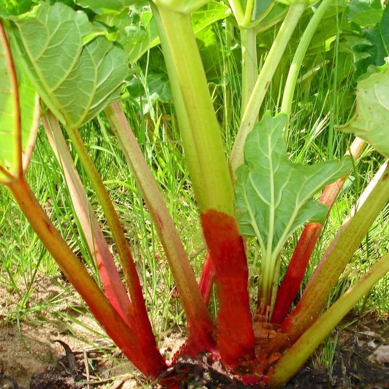 Rhubarb Victoria (Rheum Rhabarbarum) - 25 Seeds - Other Seeds & Bulbs