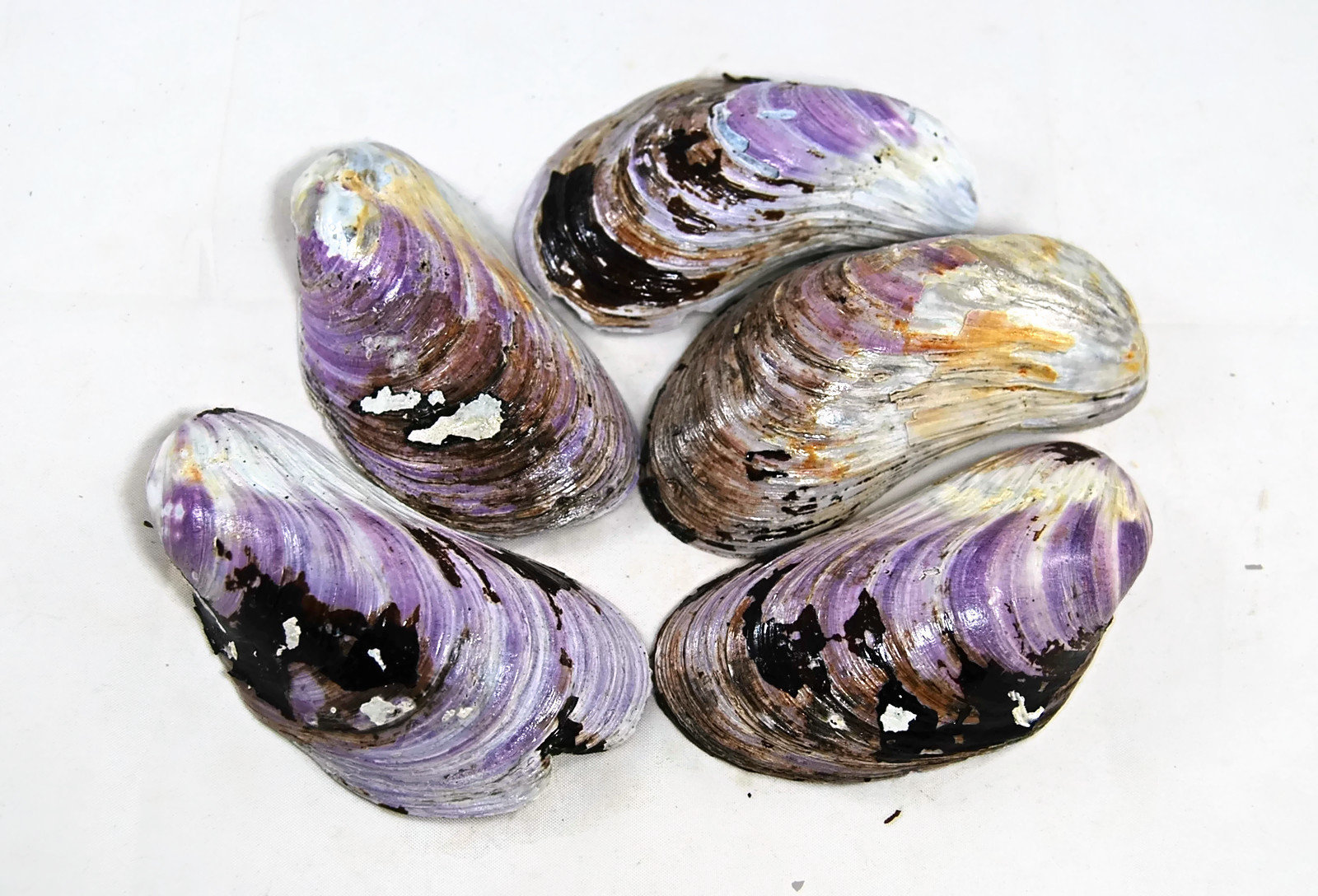 Seashells Purple Purple Shells GradeB And 50 Similar Items