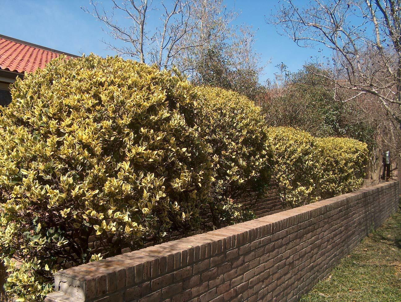 Ligustrum Japonicum Howardi - Live Plants - And Similar Items