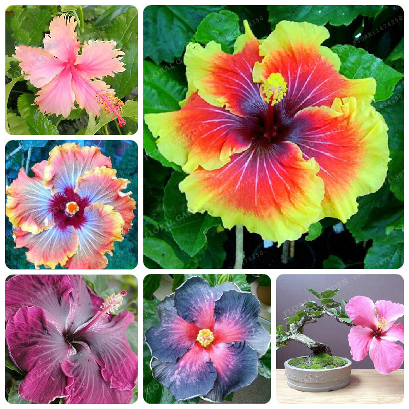 200 Giant Hibiscus Seeds 24kinds Hibiscus Rosa Sinensis Flower Seeds