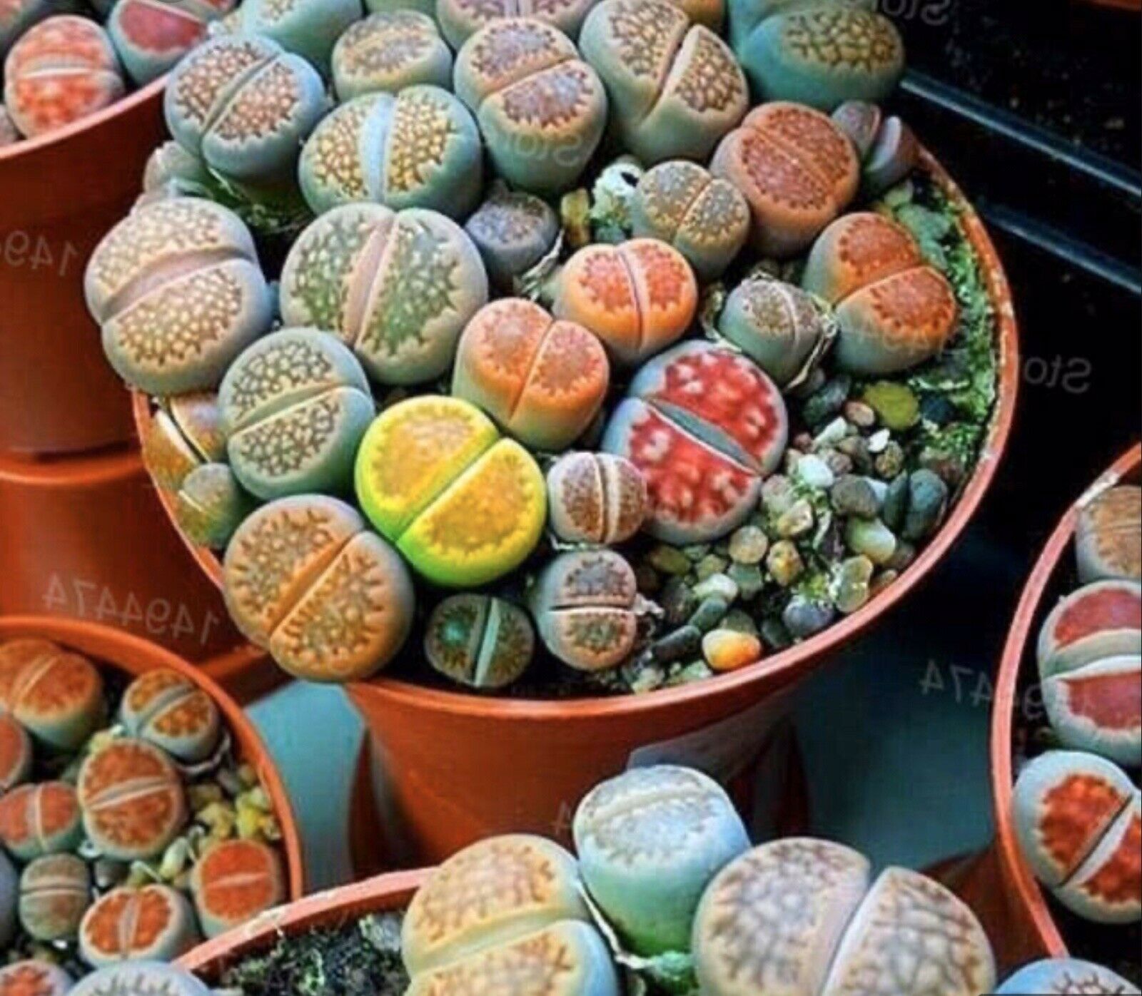 Lithops Rare Living Stones Plant Succulent Cactus Fresh 50 Viable Seeds ...