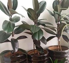 “ 50 PCS SEEDS Ficus Elastica Decora Indian Rubber Tree Seeds - Green Co... - $17.18