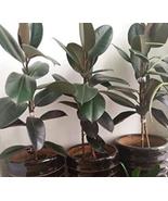 “ 50 PCS SEEDS Ficus Elastica Decora Indian Rubber Tree Seeds - Green Co... - $17.18