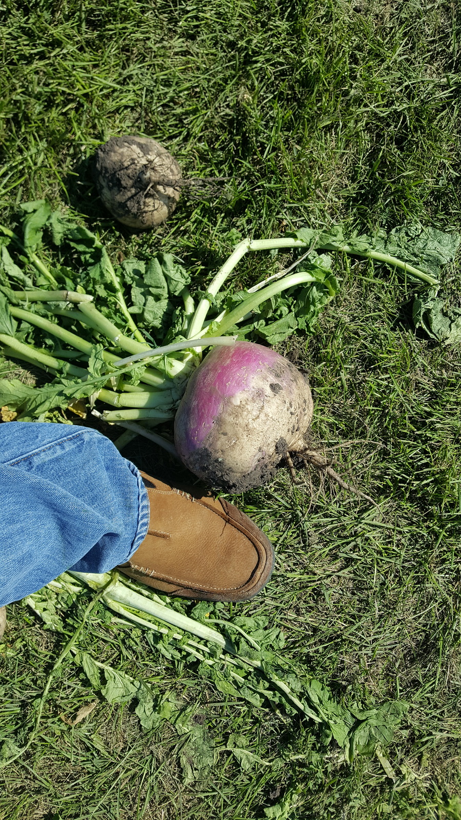 Deer Food Plot David Wooderson Mix(Clovers, Rape, Turnip, Radish