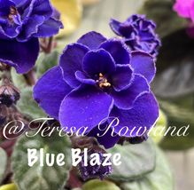 African Violet Blue Blaze Blazes Plant Miniature Mini 2” Pot USA - $33.34
