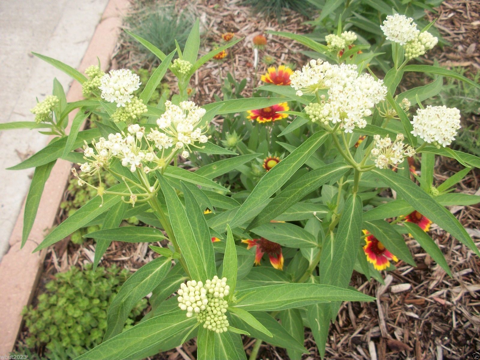 White Butterfly Weed (50 Seeds)Trouble free flowers,Attracts Bee And ...