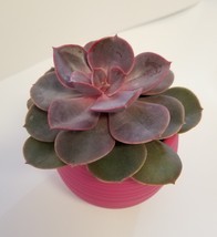 Live Succulent in Red Self-Watering Pot - Echeveria Red Sky, 3" Plastic Planter image 4